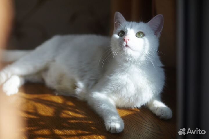 Котик, чисто белый