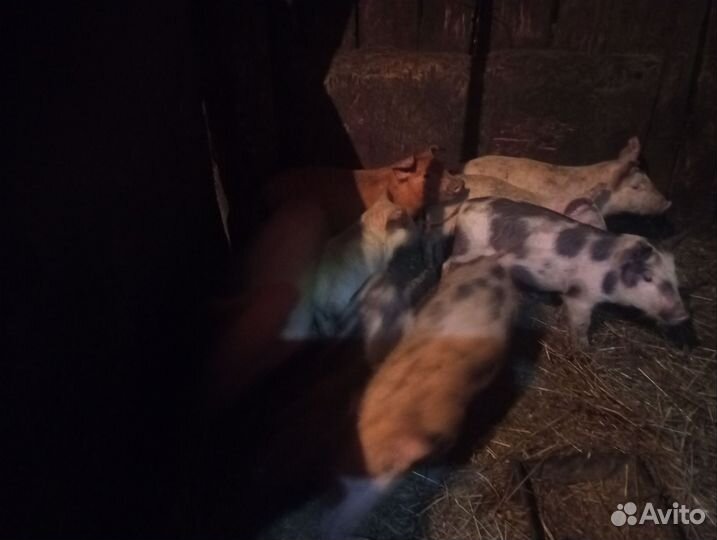 Поросята 1-2 месяца три выводка с разницей 1 недел