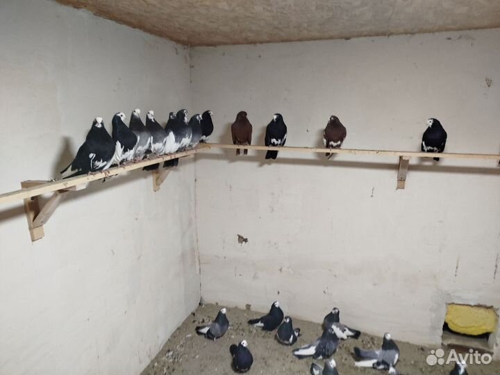 Продажа голубей