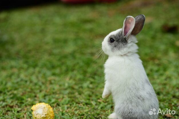 Карликовый кролик