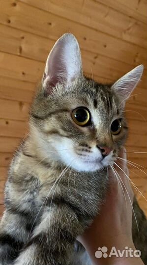 Коты подростки ищут дом