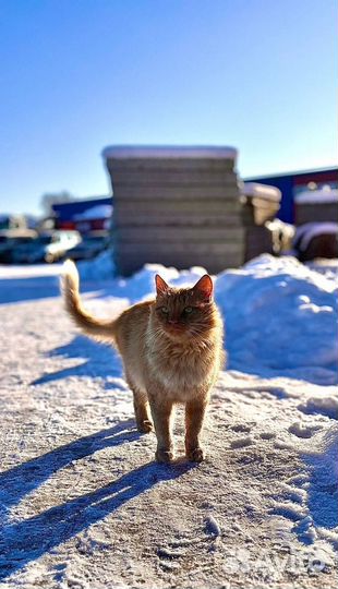 Пристрою кошку