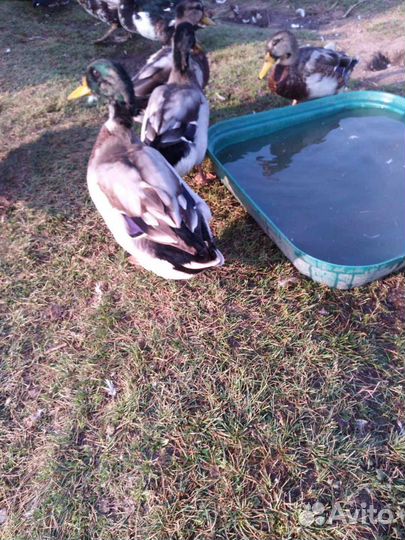 Селезни и утки