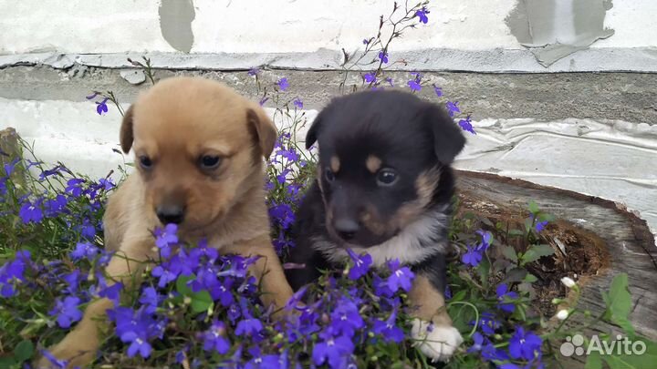 Щенки