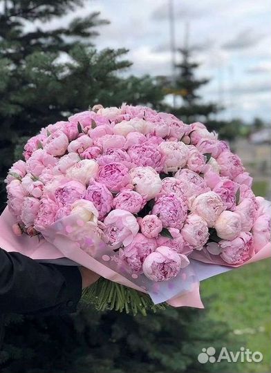 Пионы Букет пионов