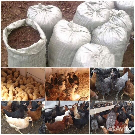 Навоз, перегной