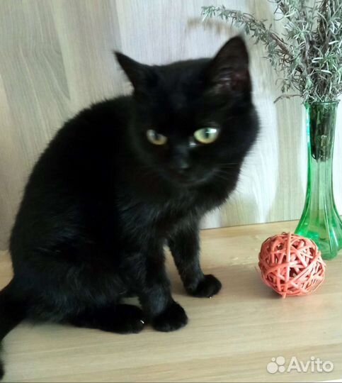 Кошечка Вишня