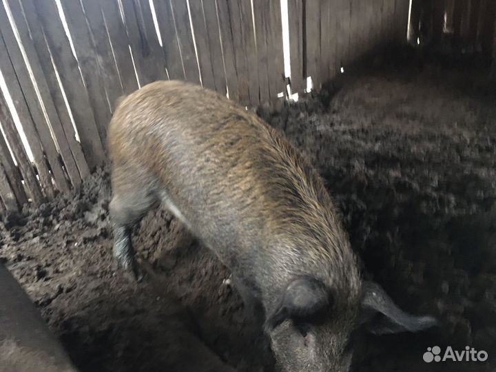 Хряк производитель