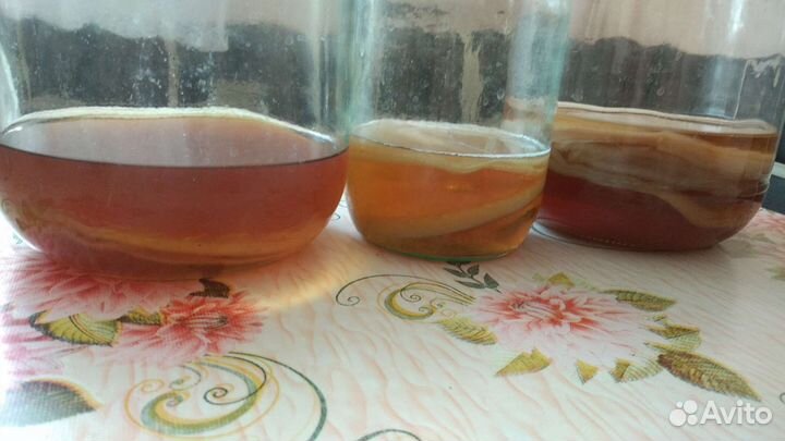 Комбуча (чайный гриб)