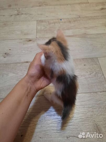 Отдам котят в добрые руки, бесплатно