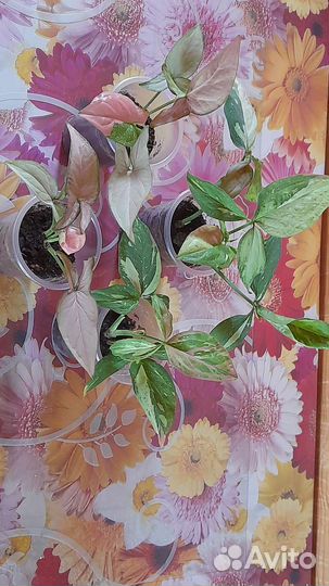 Сингониум ред спот триколор