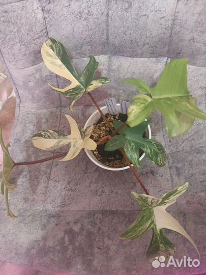 Филодендрон виолин