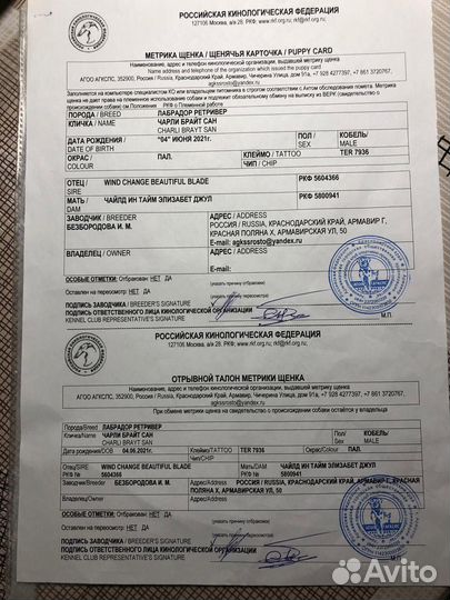 Кобель лабрадора вязка