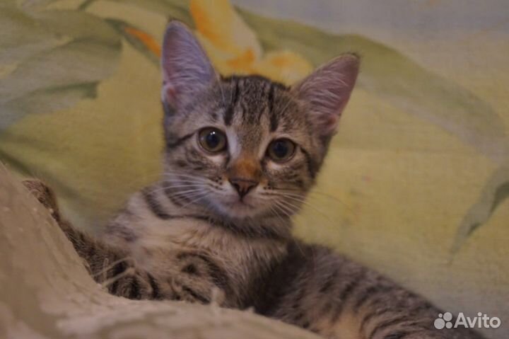 Котята из приюта