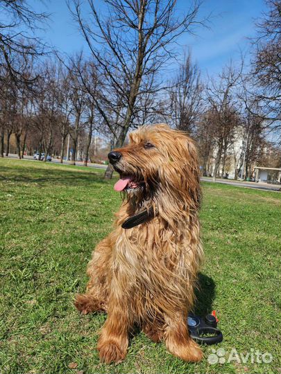 Выгул собак Орехово-Борисово