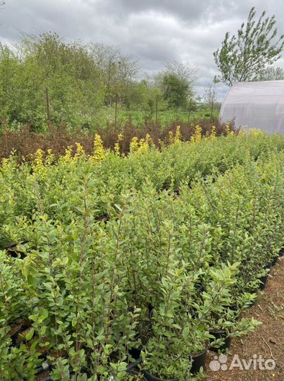 Кизильник блестящий оптом