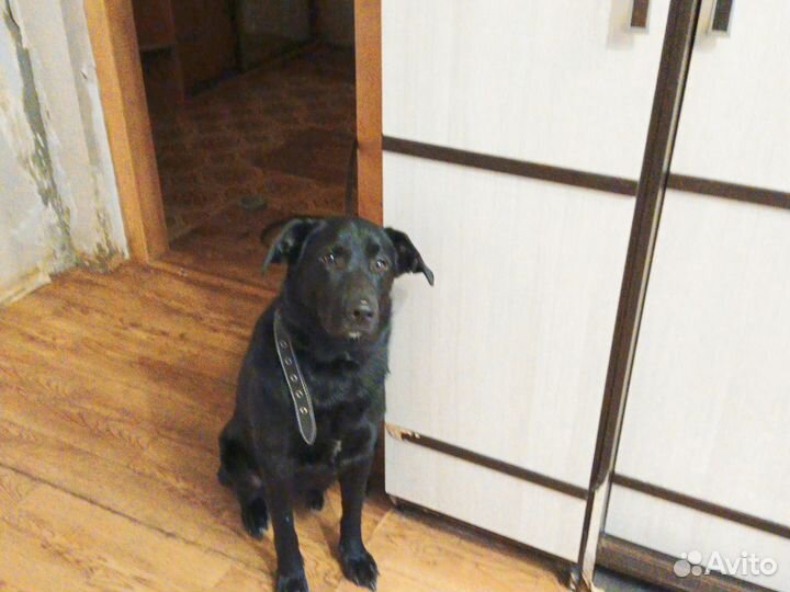 Домашние животные собаки