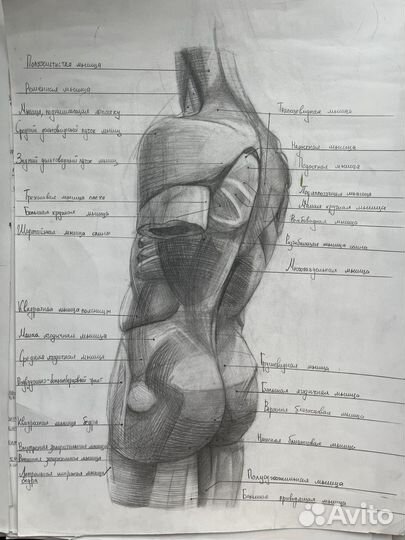 Анатомия 24 рисунка