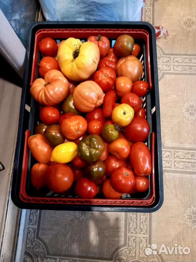Помидоры