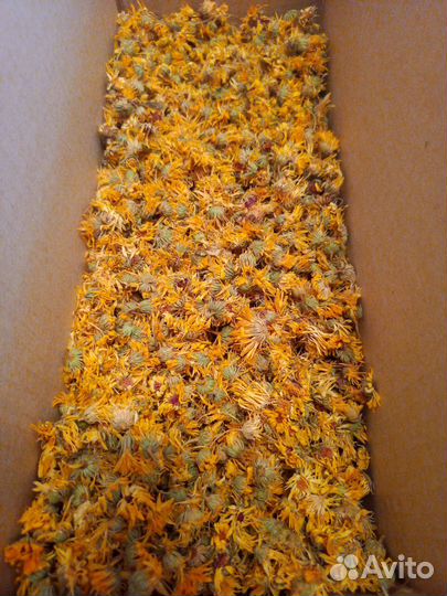 Календула лекарственная