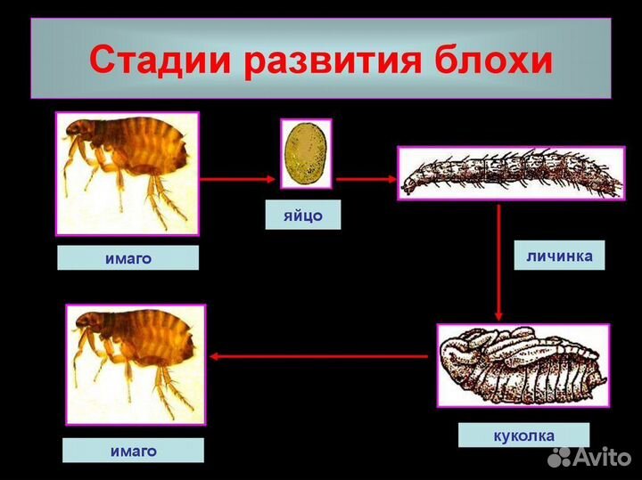 Уничтожение тараканов, клопов. Дезинфекция