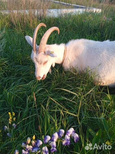 Зааненская дойная коза