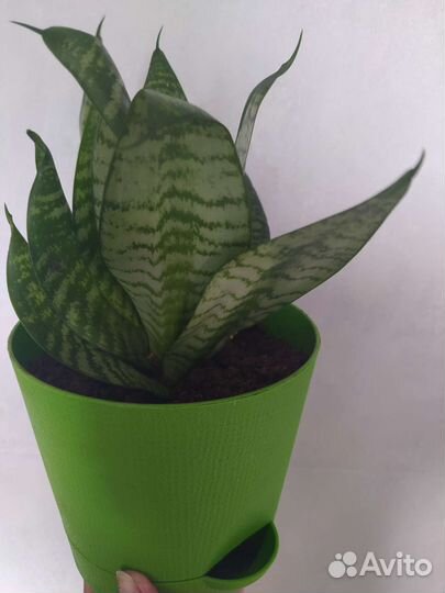 Сансевиерия низкорослая