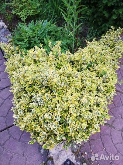 Кустарники декоративные