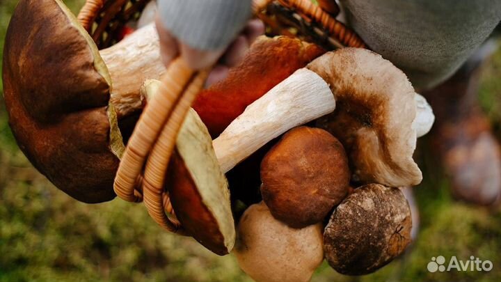 Сборщик(ца) грибов (Вахта в Москве) Авансы15/35/45