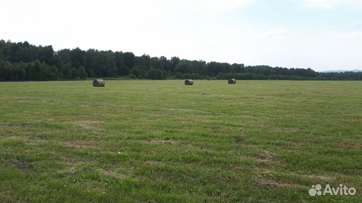 Сено в рулонах