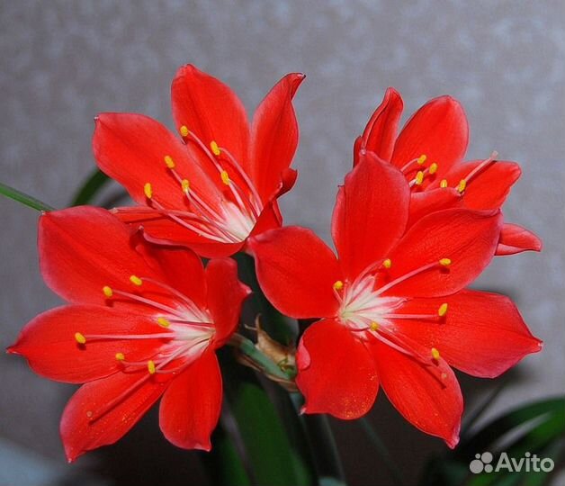 Выскочка белая и розовая, валлота, гиппеаструм