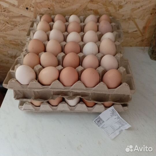 Яйцо домашнее