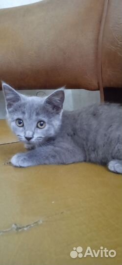 Британские котята