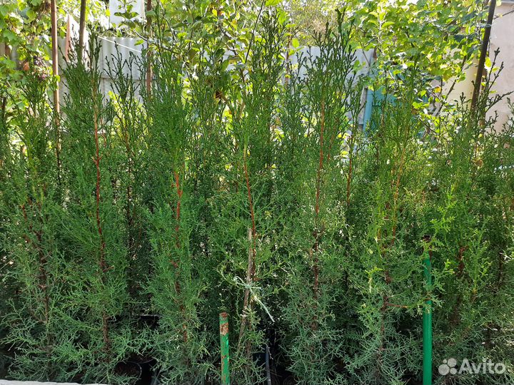 Кипарисы, туи, олеандры, можжевельники