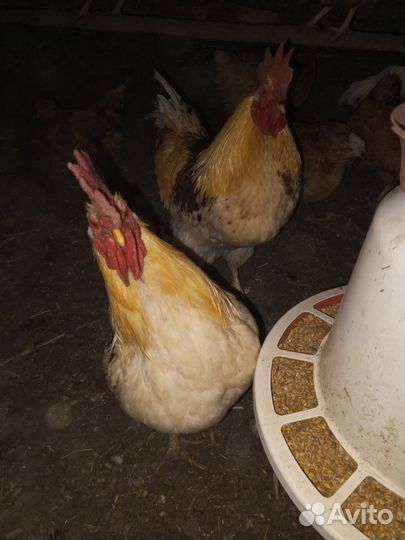 Петухи домашние