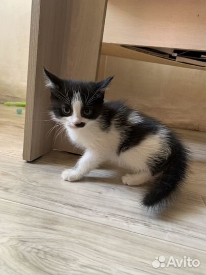 Котенок мальчик