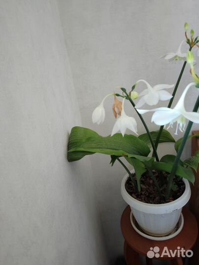 Эухарис или амазонская лилия