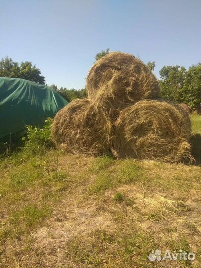 Продам сено в тюках 2023