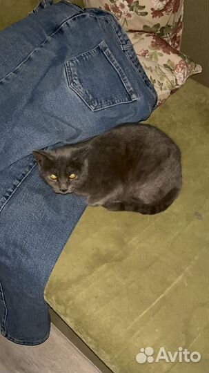 Русская голубая