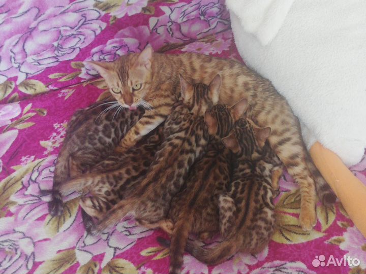 Бенгальские котята