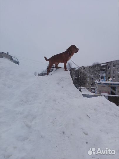 Шарпей вязка