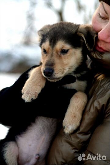 Щенок на улице