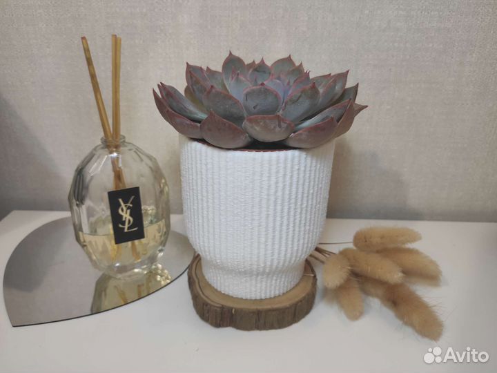 Горшочки для суккулентов