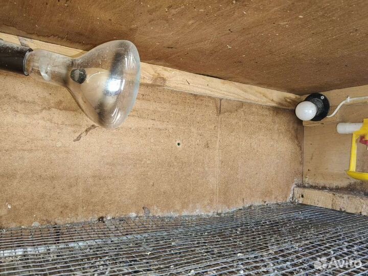 Для перепелов брудер, клетки, инкубатор