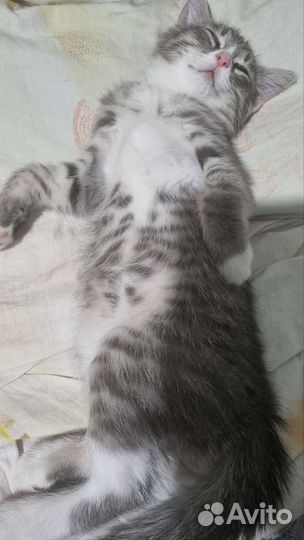 Милейший котёнок