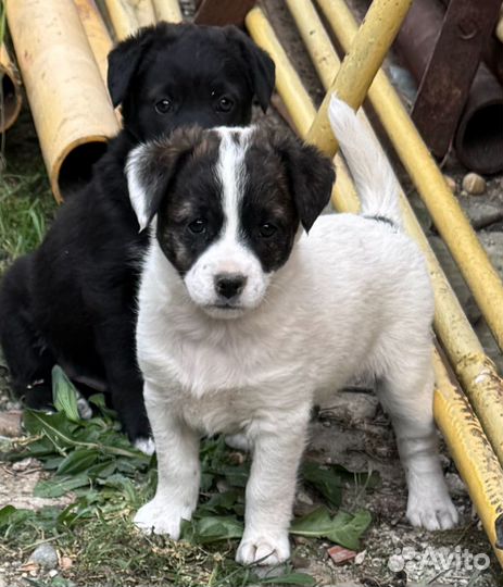 Щенки в добрые руки даром