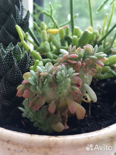 Echeveria cristata