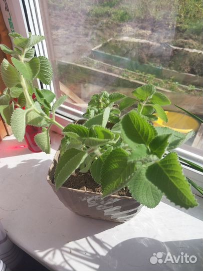 Мята домашняя