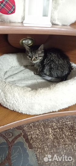 Котенок добрые руки