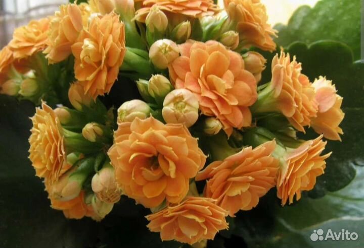 Каланхоэ персиковые цветочки